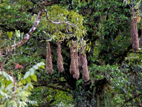 Chestnut-headed Oropendola 