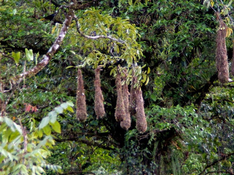 Chestnut-headed Oropendola, photo 2