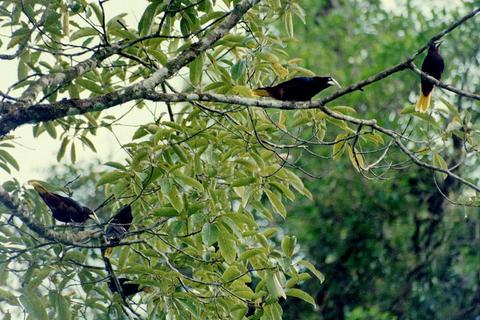 Oropéndola Cabecicastaña 