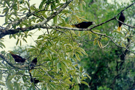 Chestnut-headed Oropendola