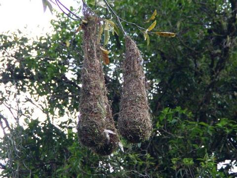 Chestnut-headed Oropendola