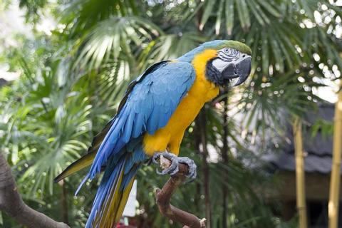 Blue-and-Yellow Macaw 