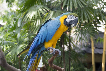 Blue-and-Yellow Macaw