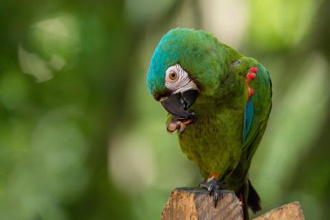 Chestnut-fronted Macaw 