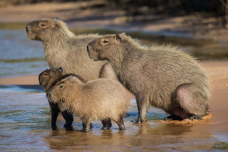 Capybara, Rodent - Vertebrate