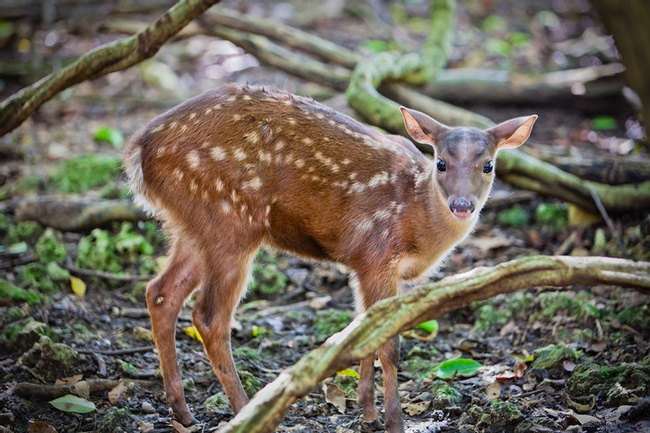 Red Brocket Deer Photo