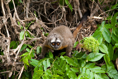 Panamanian Night Monkey