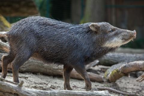 White-lipped Peccaries 