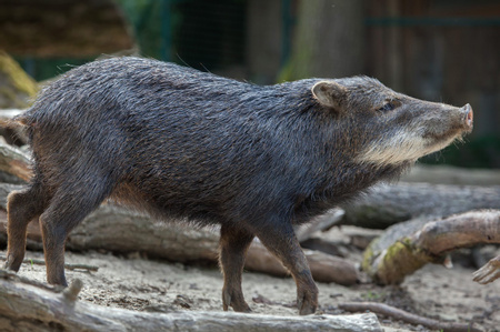 White-lipped Peccaries