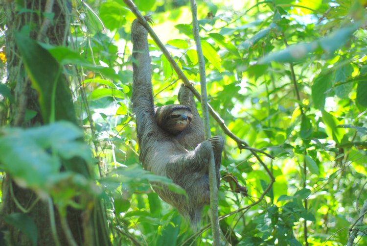 Three-Toed Sloth, photo 1