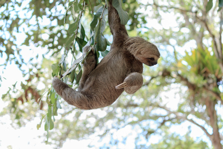 Three-Toed Sloth