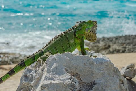 Green Iguana