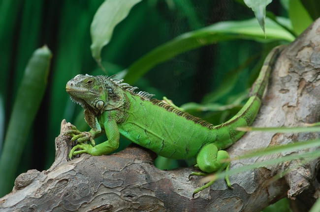 Iguana Verde Photo