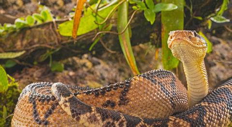 Central American Bushmaster, Reptile - Vertebrate 