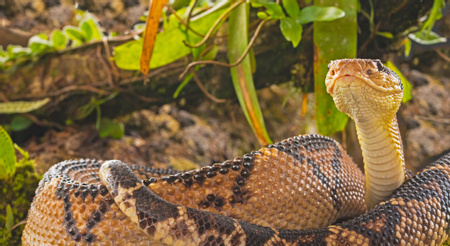 Central American Bushmaster, Reptile - Vertebrate