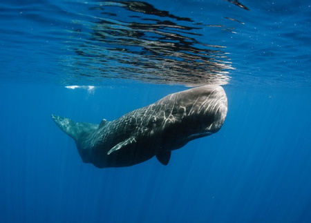 Sperm Whale, Cetacean - Vertebrate