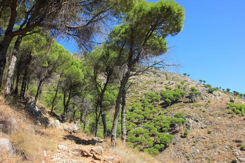 Spanish cedar (Cedrela odorata) 