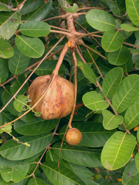 Andiroba