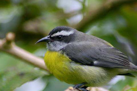 Bananaquit 