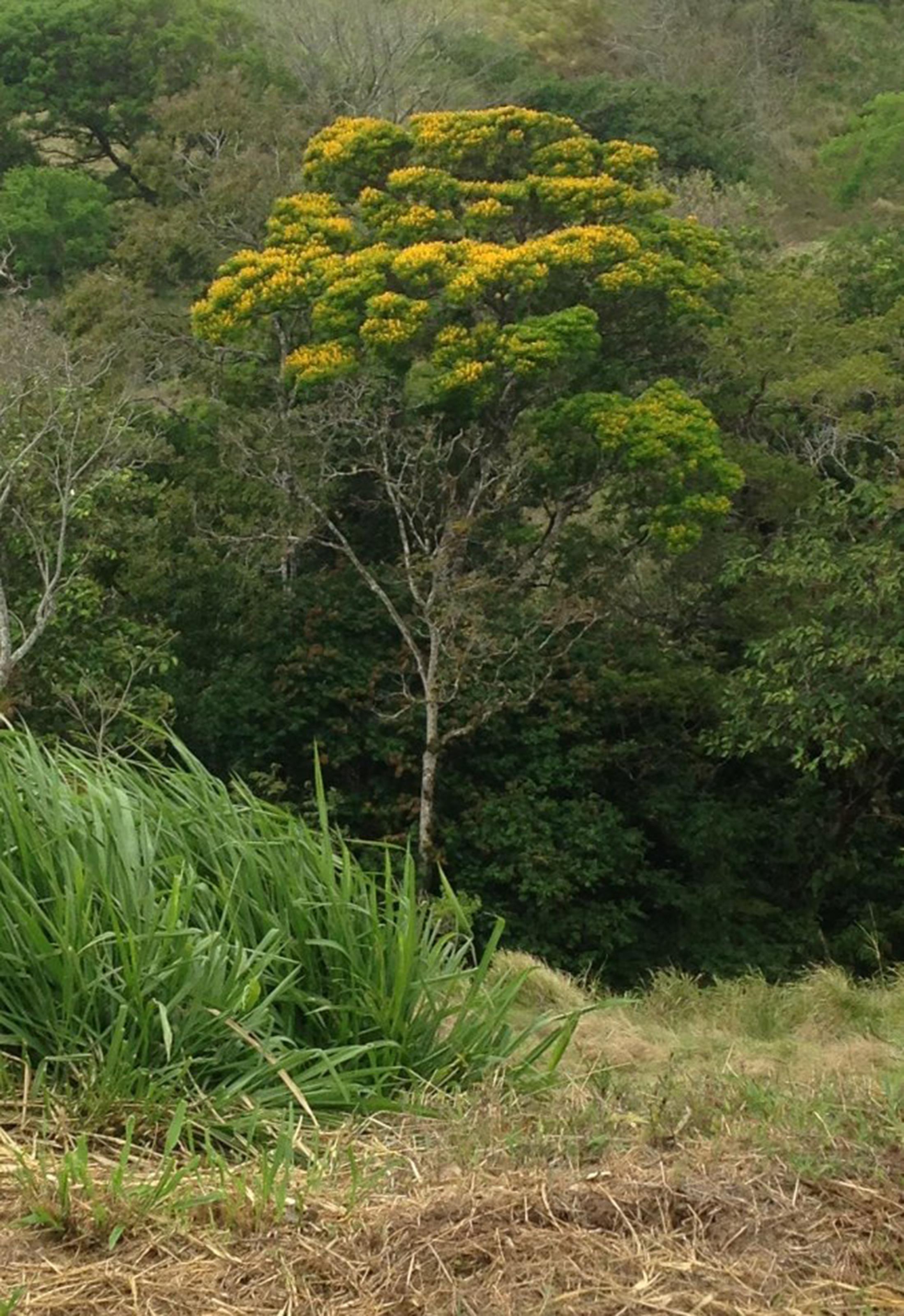 Arbol De Guaba Guaba Caite Inga Spectabilis