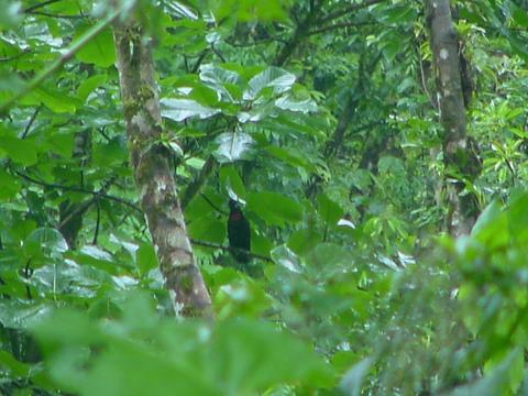 Bare-necked Umbrellabird 