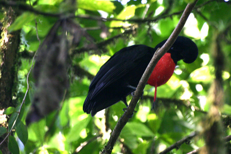 Bare-necked Umbrellabird
