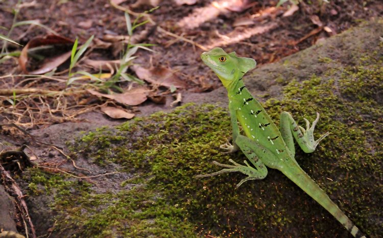 Common Basilisk, photo 4