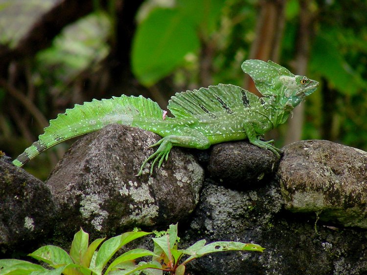 Common Basilisk, photo 7