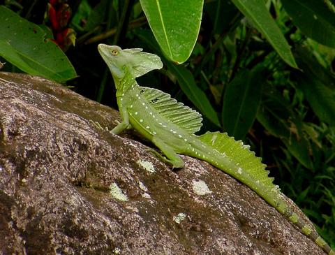 The Common Basilisk