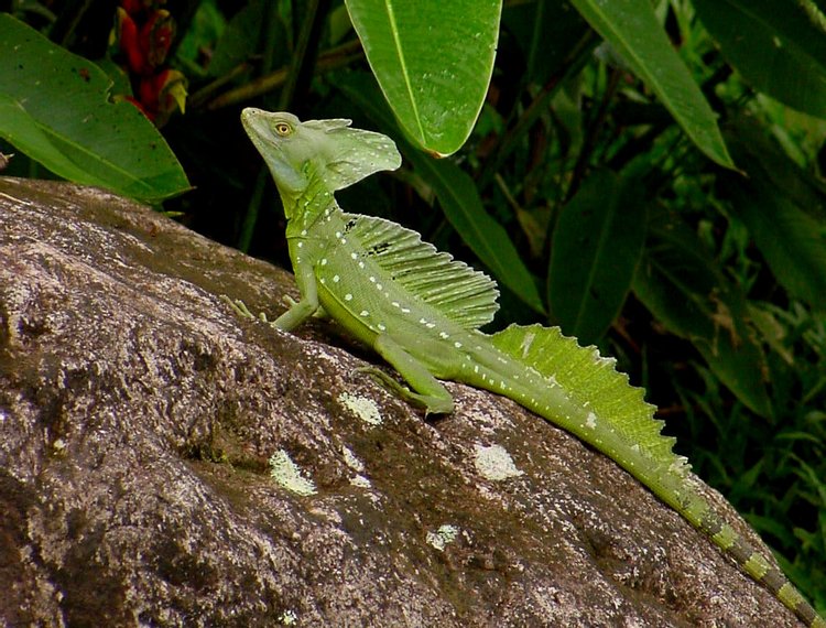 Common Basilisk, photo 6