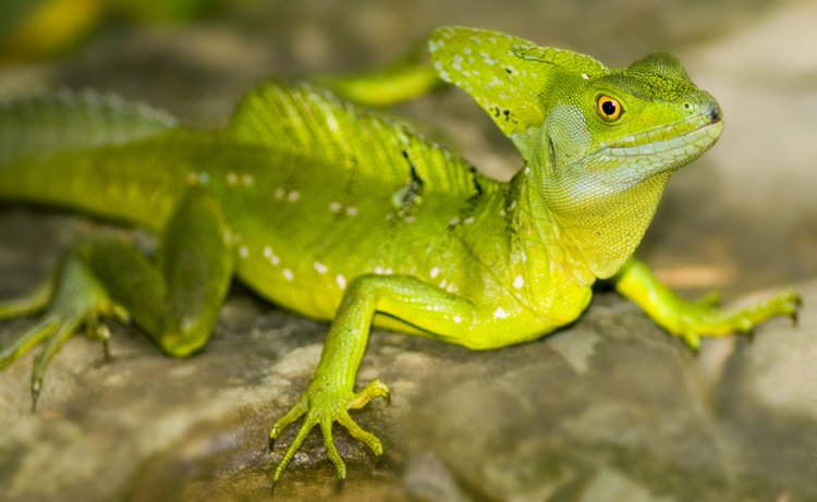 Common Basilisk, photo 5