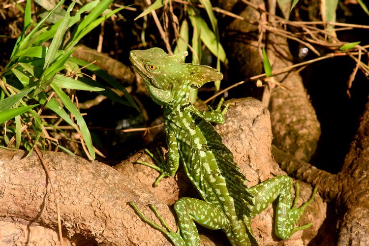 Common Basilisk, photo 3