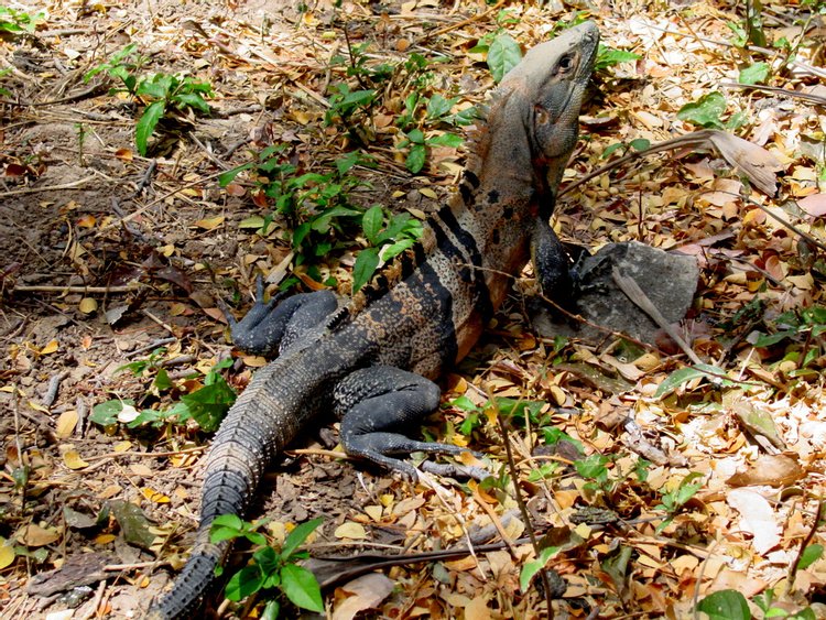 Black Ctenosaur, photo 7
