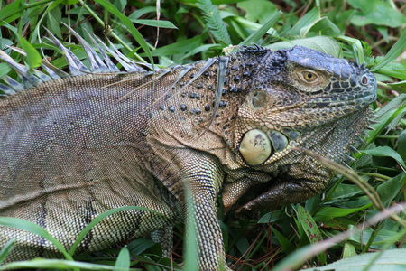 Black Ctenosaur