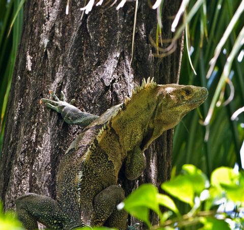 Iguana Negra 