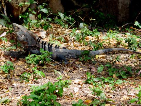 Black Ctenosaur