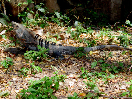 Black Ctenosaur