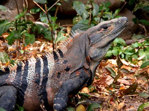 Iguana Negra 