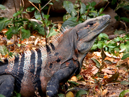 Black Ctenosaur