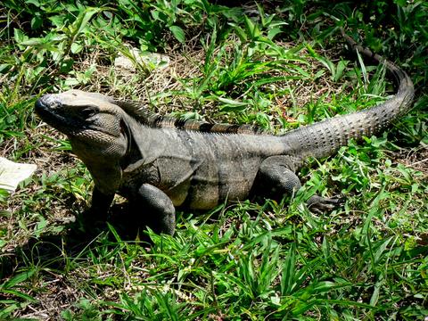 Black Ctenosaur