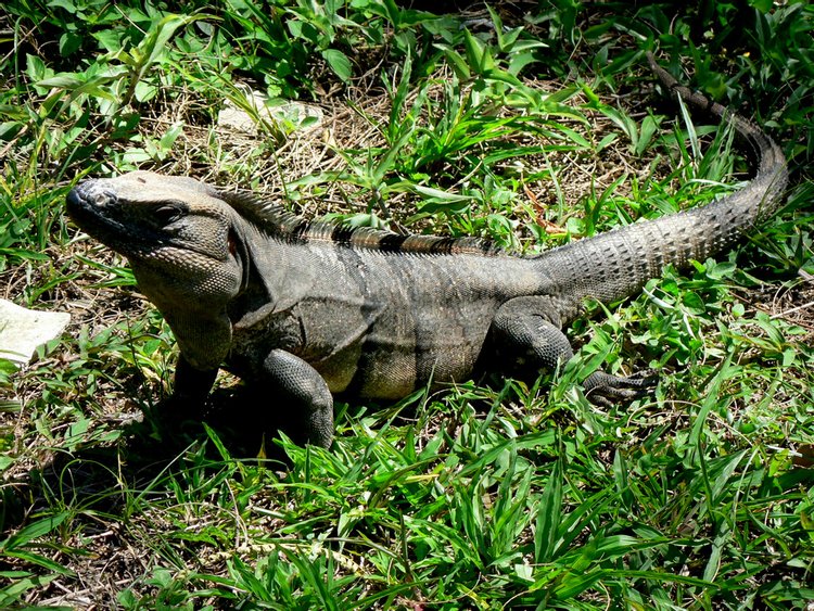 Black Ctenosaur, photo 3