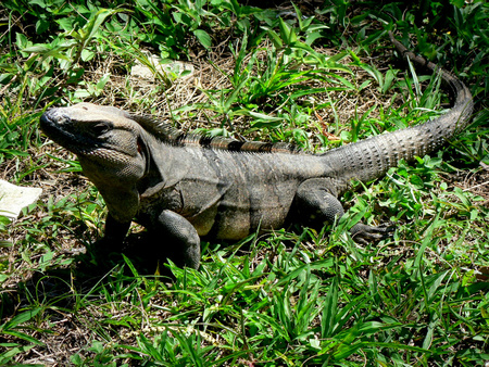 Black Ctenosaur