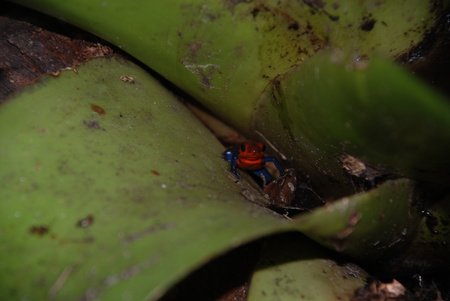 Blue Jeans Frog