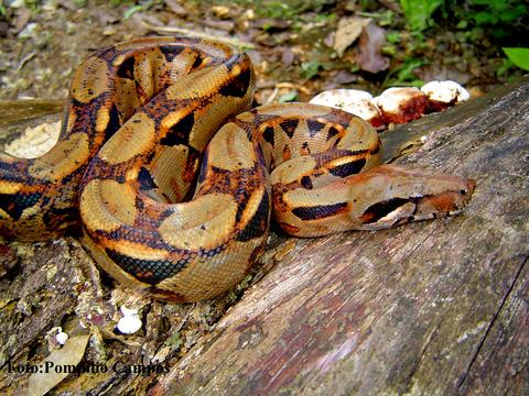 Boa Constrictor 