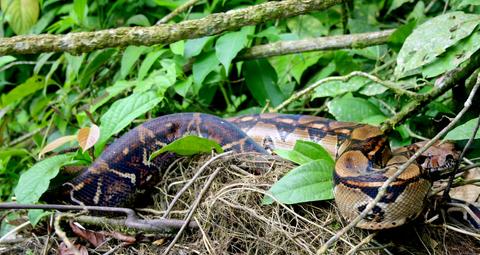 United States Repatriates Seven Boa Constrictors to Brazil From