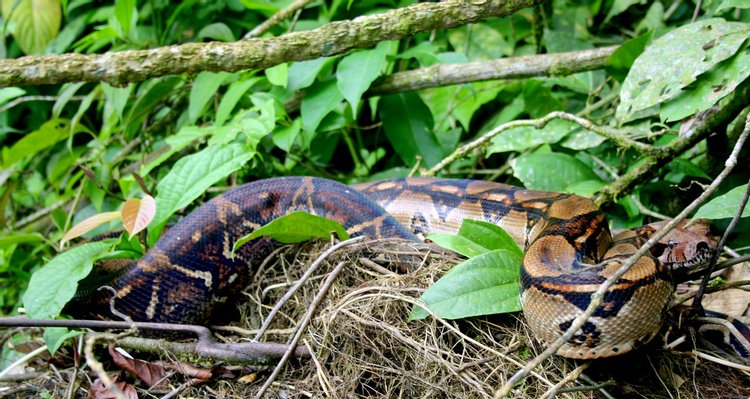 Boa Constrictor, photo 8