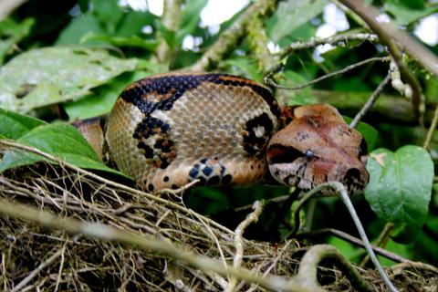 Boa Constrictor 