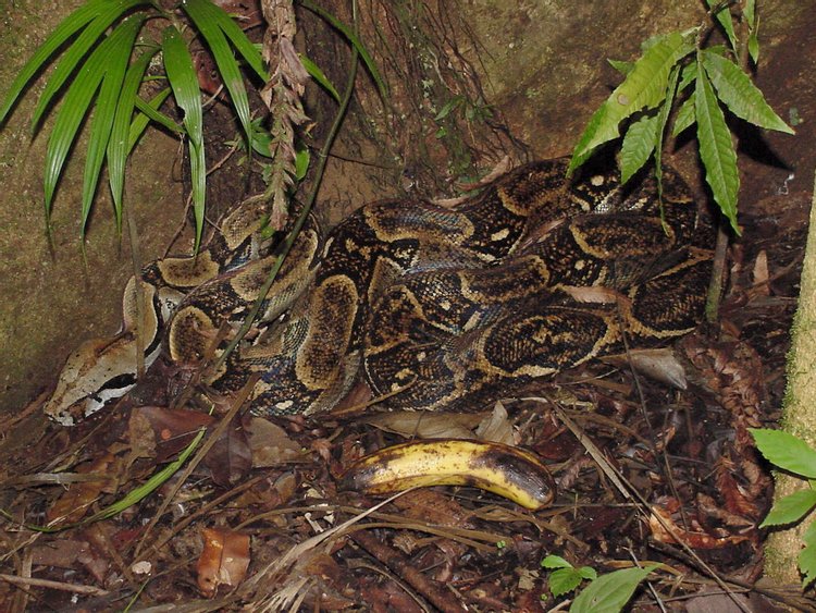 Boa Constrictor, photo 5