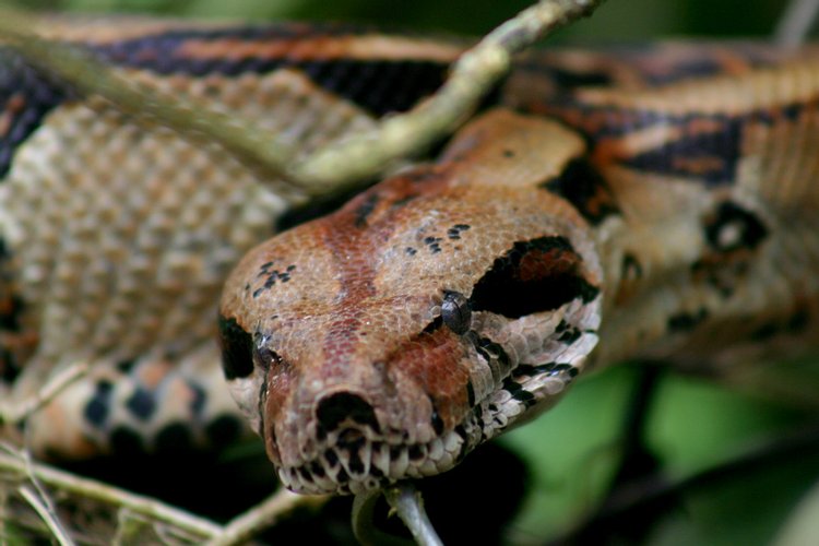 Boa Constrictor, photo 6