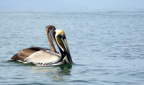 Brown Pelican 